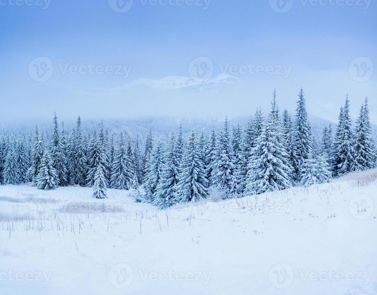 winter landscape trees in frost photo