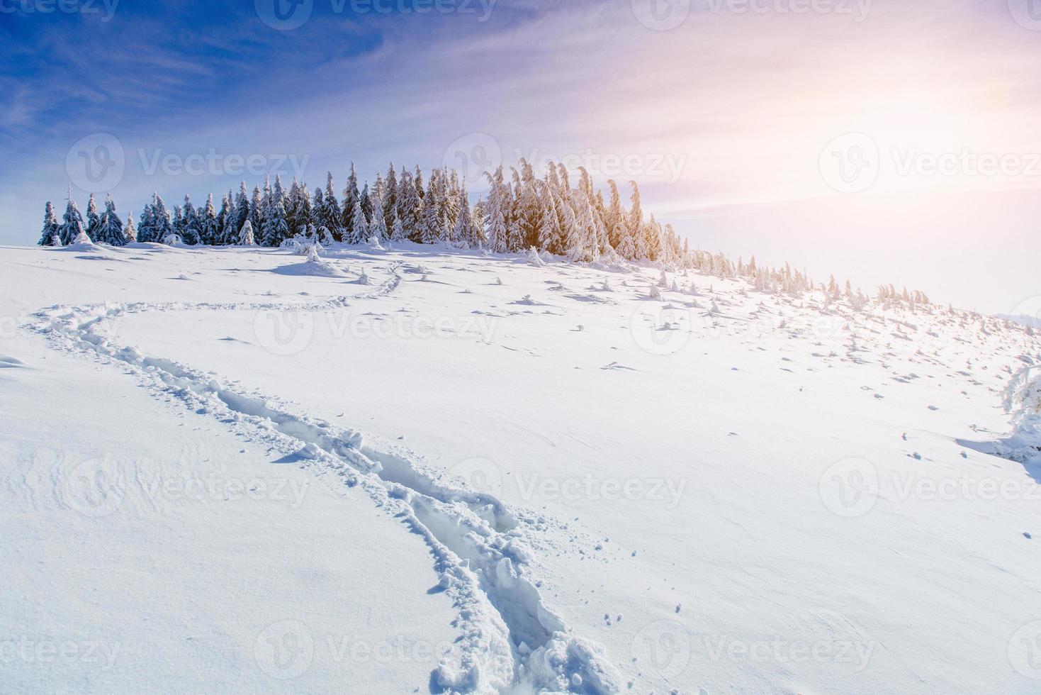 winter landscape trees in frost photo