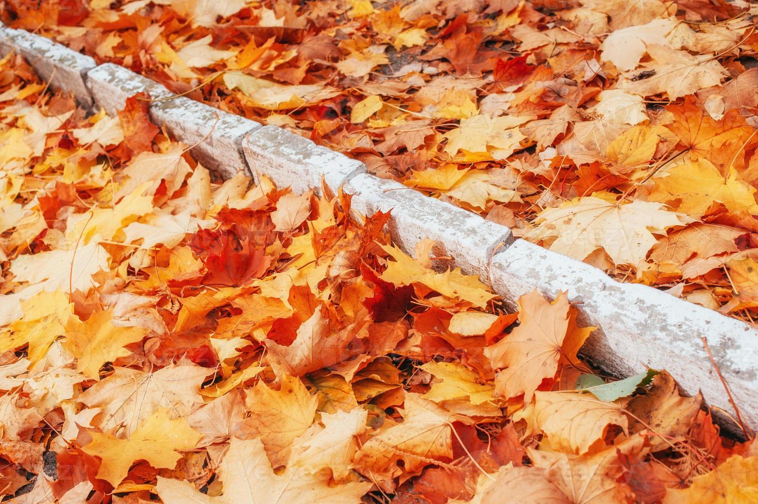 Yellow, orange and red autumn leaves in fall park photo