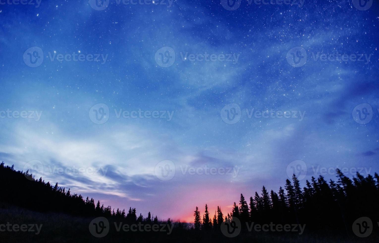 Starry sky through the trees photo