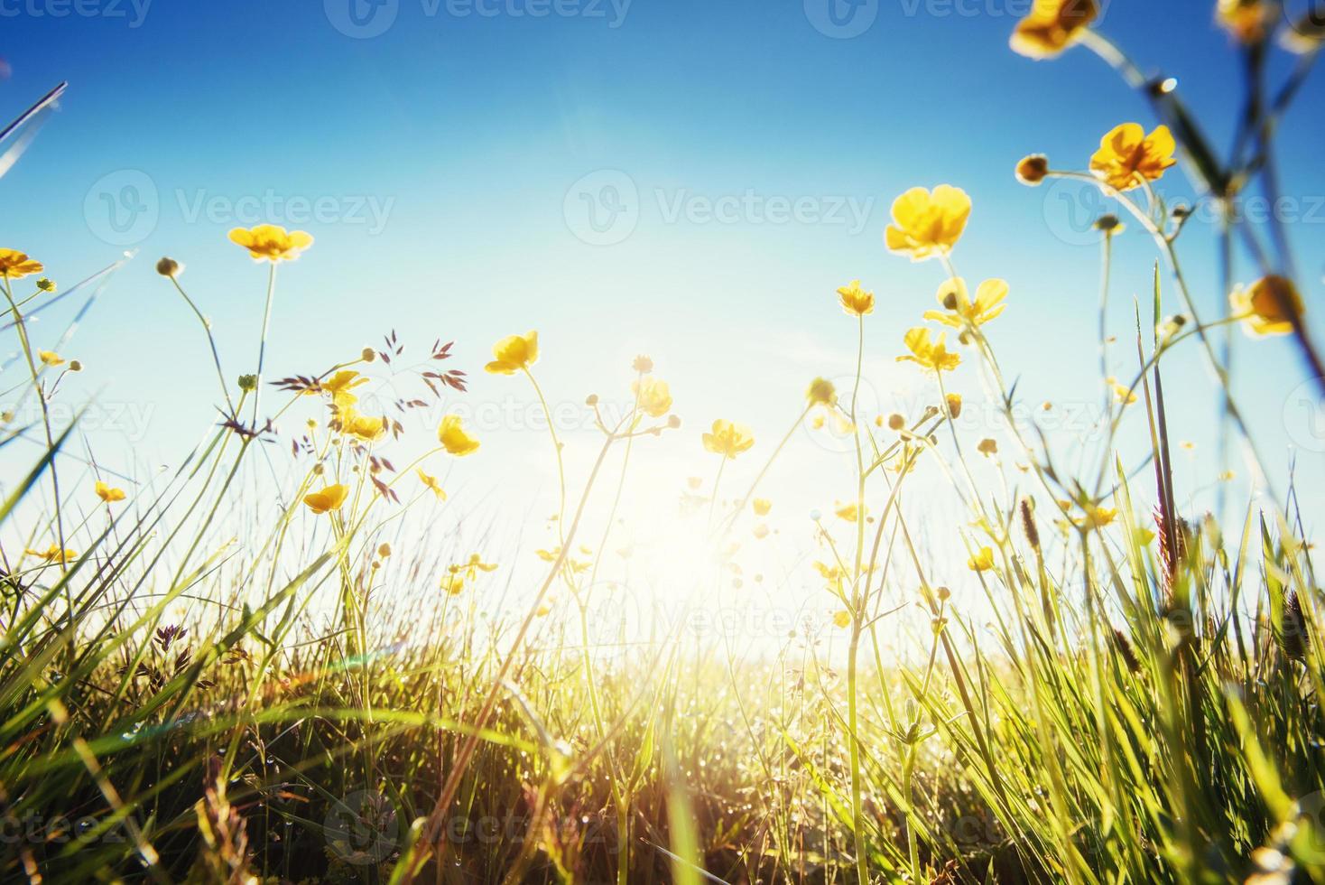 wildflowers in the mountains at sunset photo