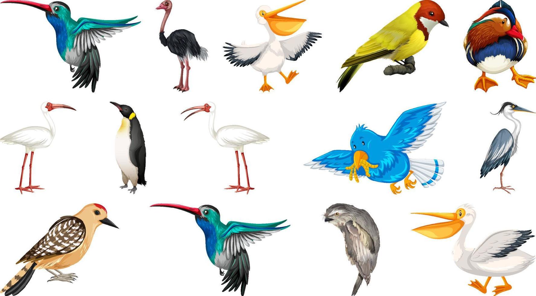 Different kinds of birds collection vector