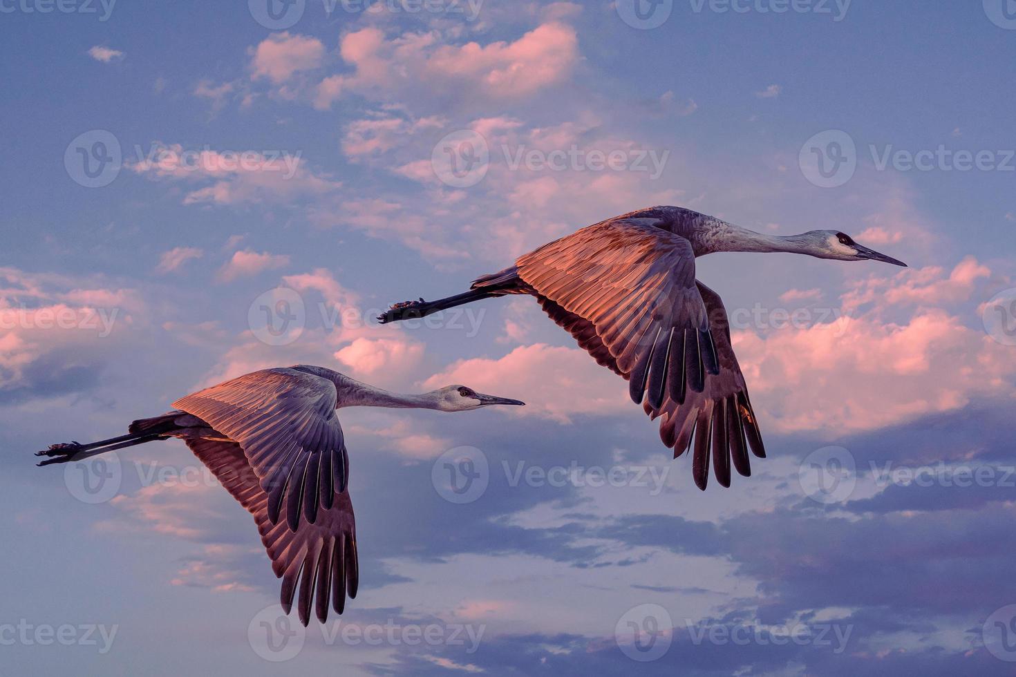 Migrating Greater Sandhill Cranes in Monte Vista, Colorado photo