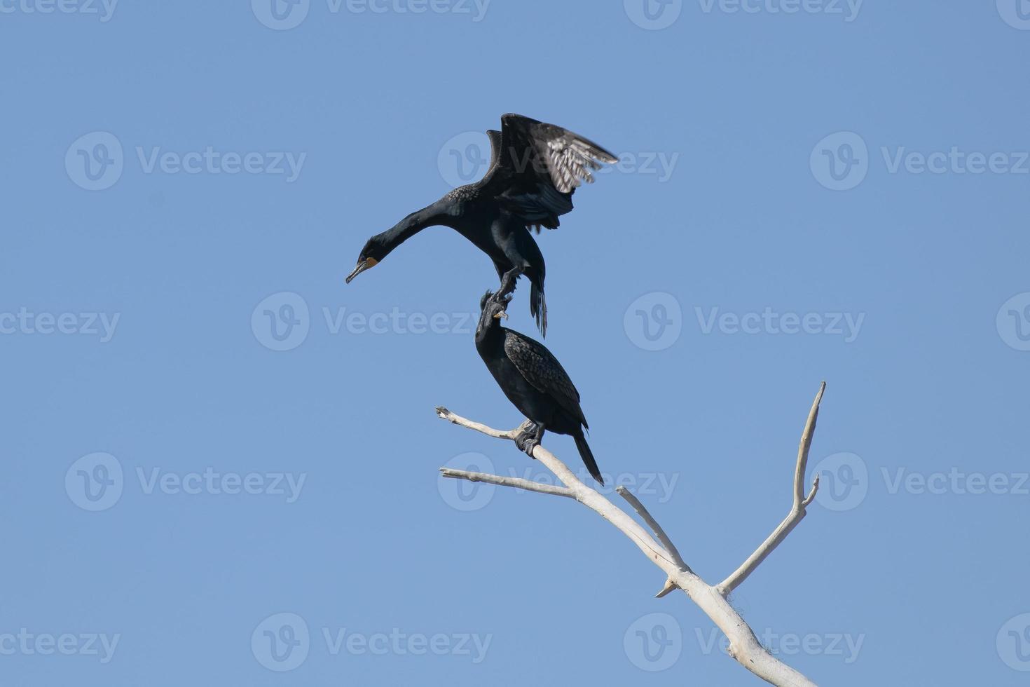 North American Wildlife. Double-crested cormorant in flight with a clear blue sky photo