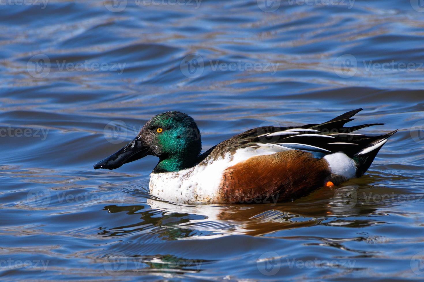 aves acuáticas de colorado. Pato cuchara del norte macho nadando en un lago. foto