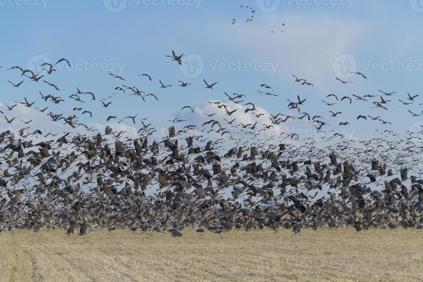 Sandhill Crane Blastoff. Migrating Greater Sandhill Cranes in Monte Vista, Colorado photo