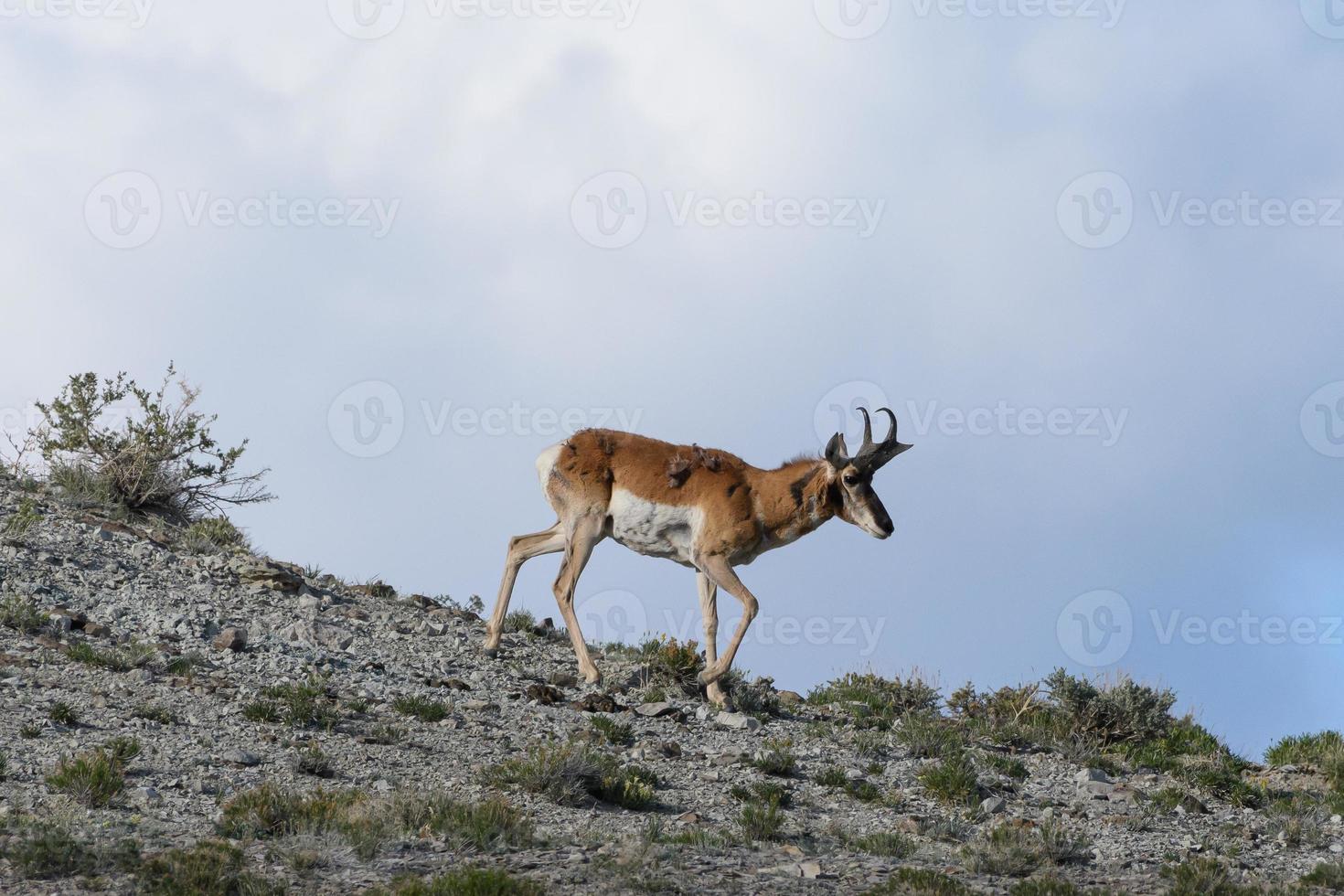 Pronghorn Antelope on the Open Prairie of Colorado.. Adult Male photo