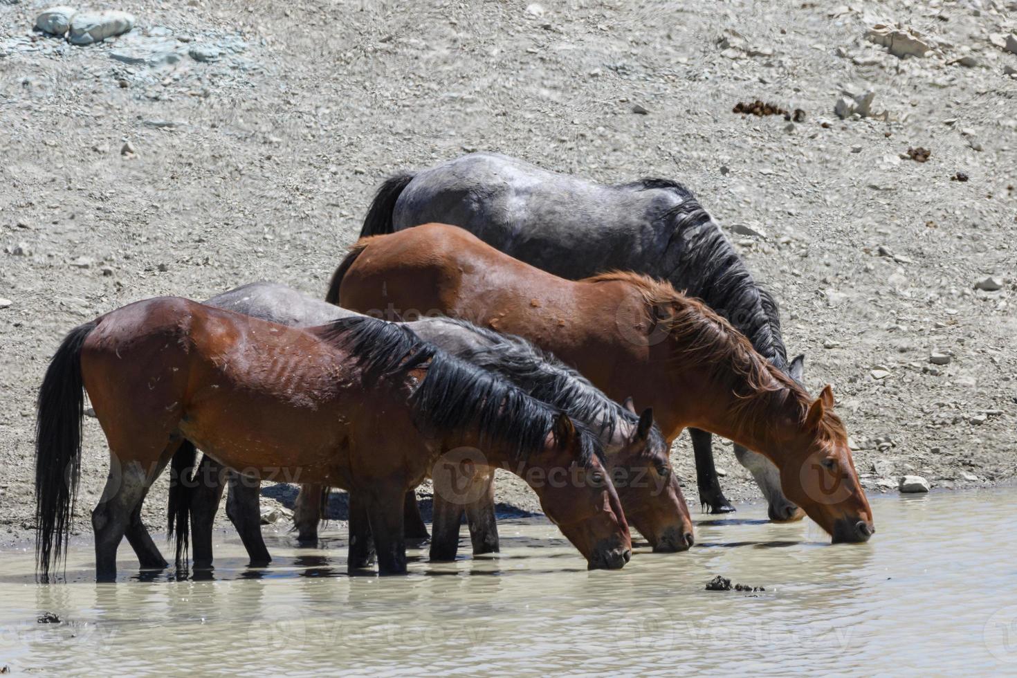 Wild Mustang Horses in Colorado photo