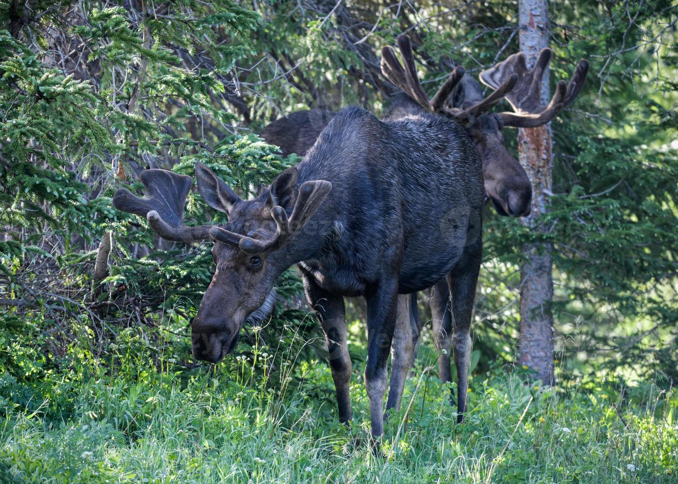 Moose in the Colorado Rocky Mountains photo