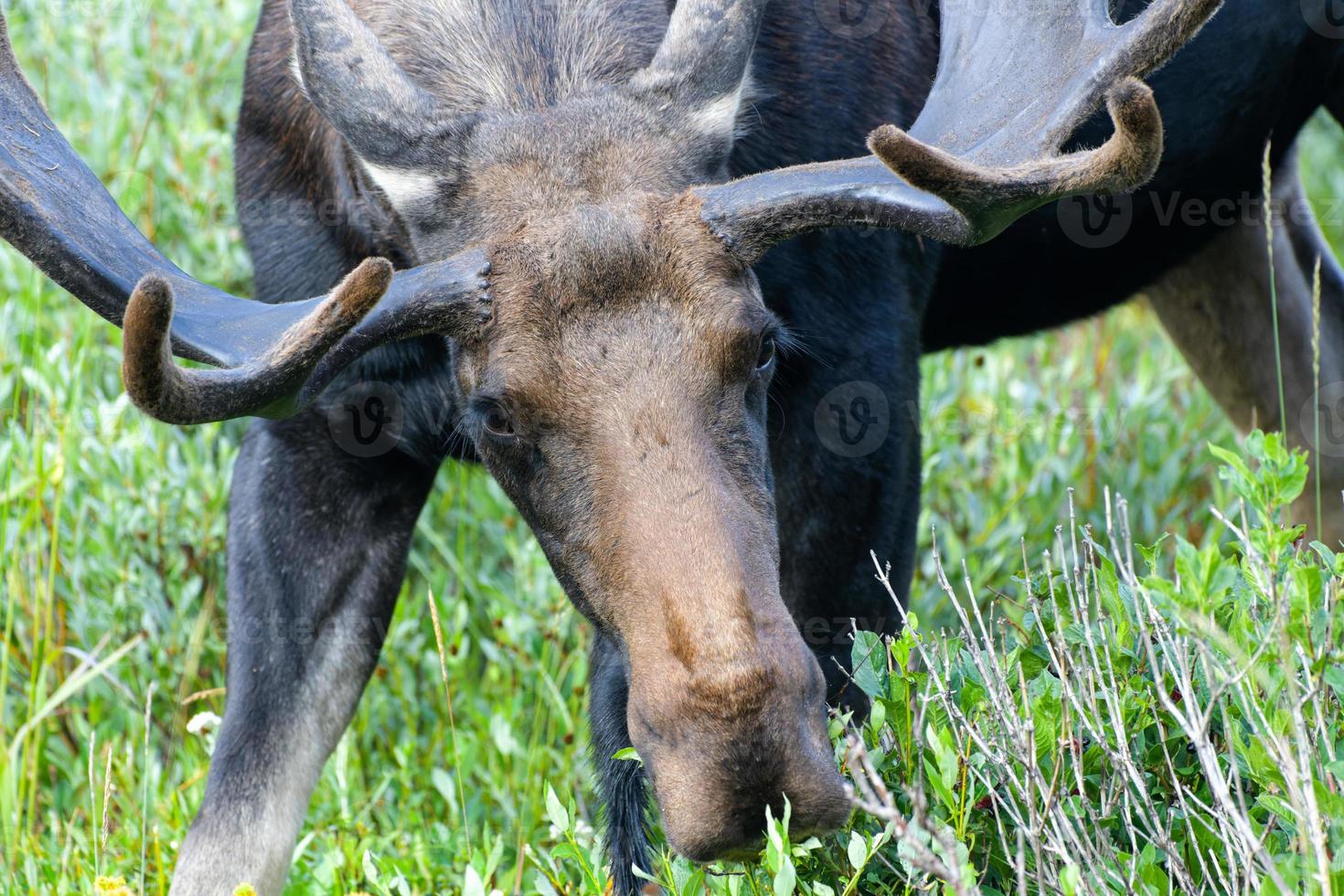 Moose in the Colorado Rocky Mountains photo