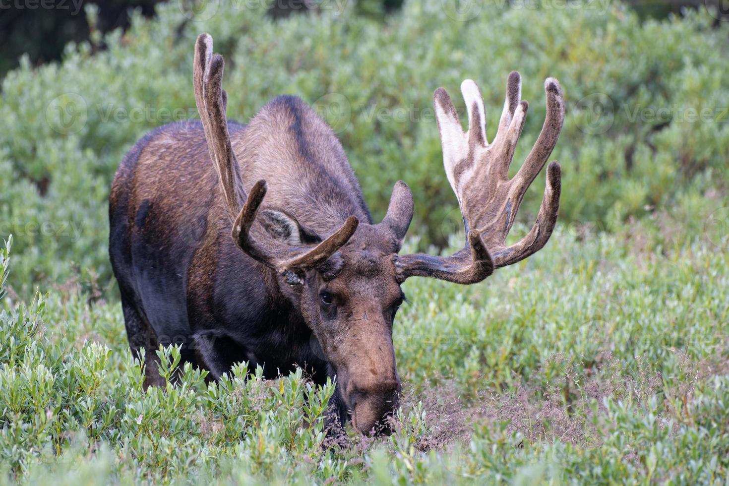 Moose in the Colorado Rocky Mountains photo