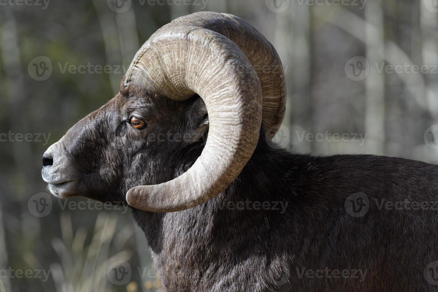 Colorado Rocky Mountain Bighorn Sheep photo