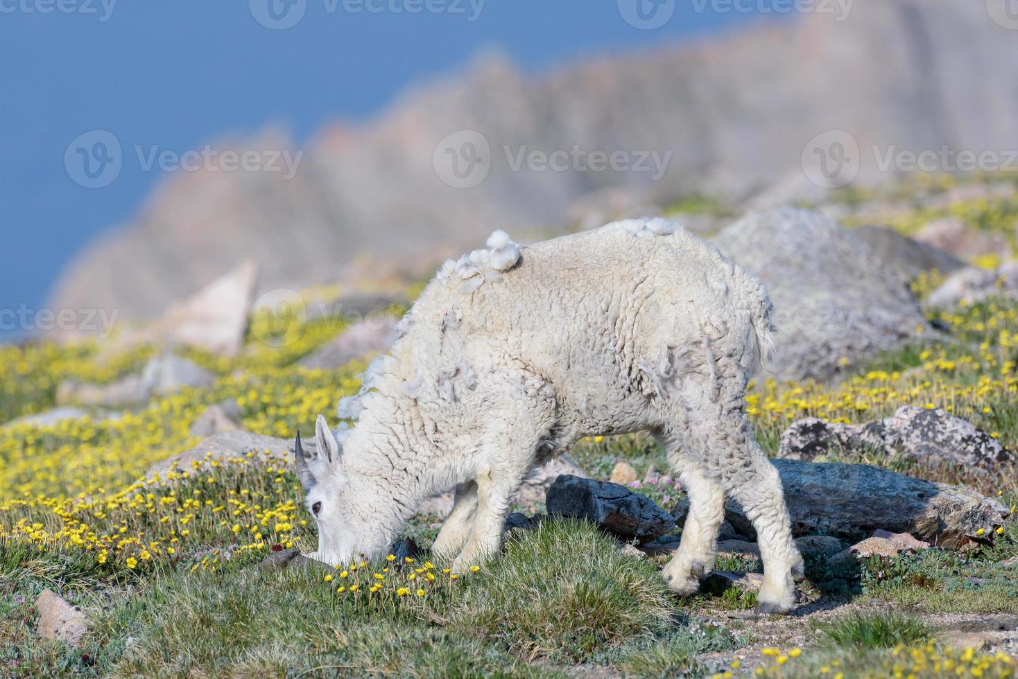 Wild Mountain Goats of the Colorado Rocky Mountains photo