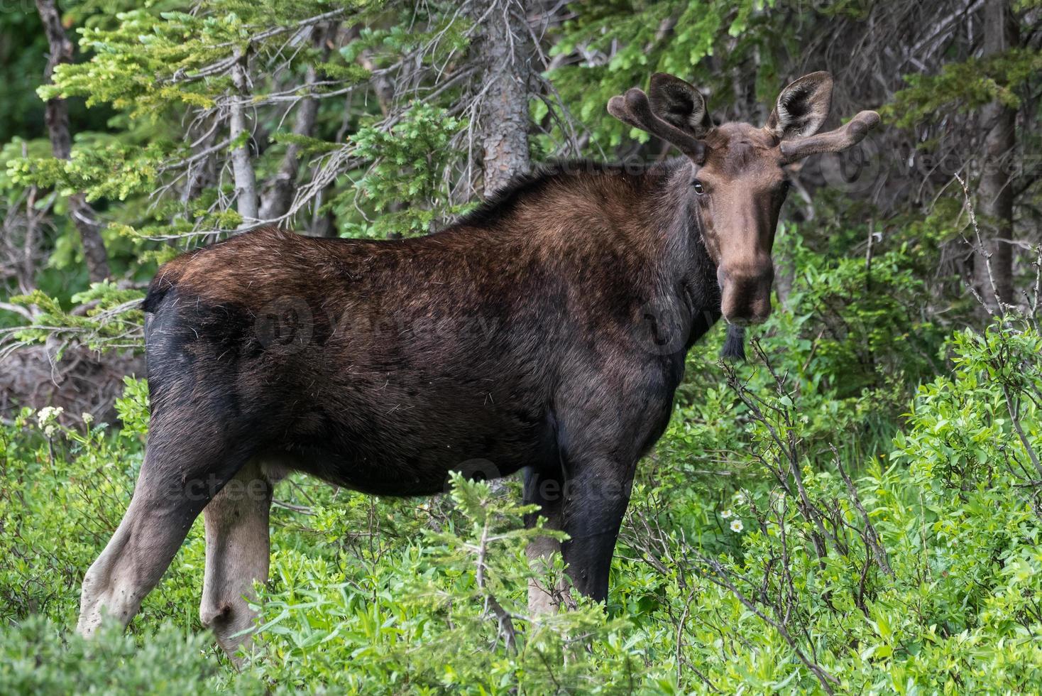 Shiras Moose in the Rocky Mountains of Colorado photo