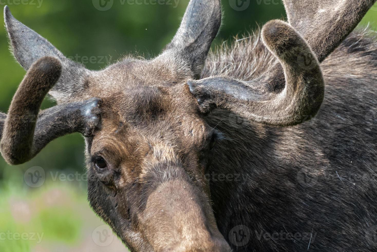 Shiras Moose in the Rocky Mountains of Colorado photo