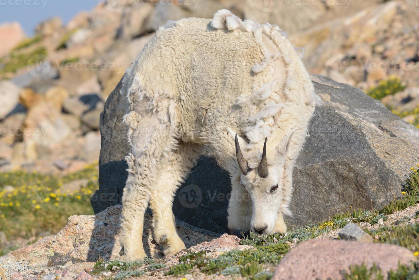 cabras montesas salvajes de las montañas rocosas de colorado foto