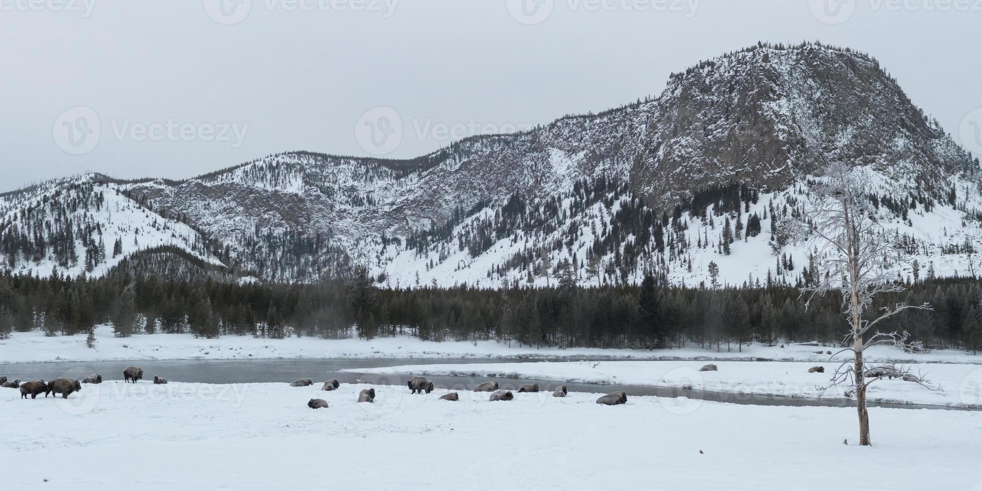 paisajes invernales del parque nacional de yellowstone en wyoming foto