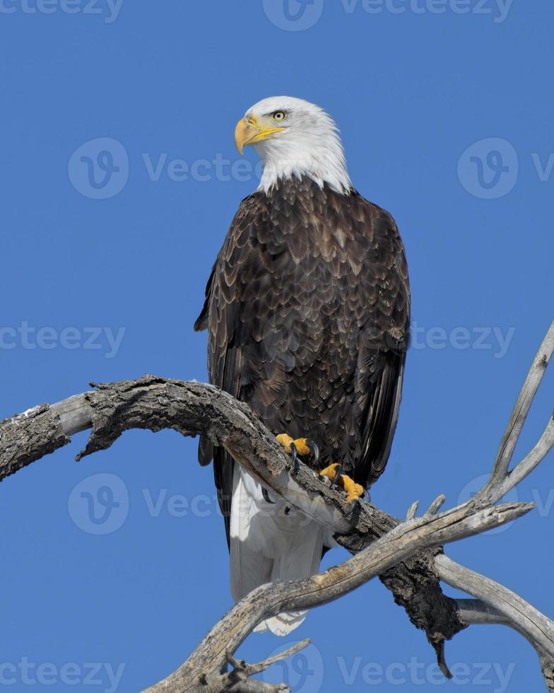 aves migratorias de colorado. águila calva americana foto