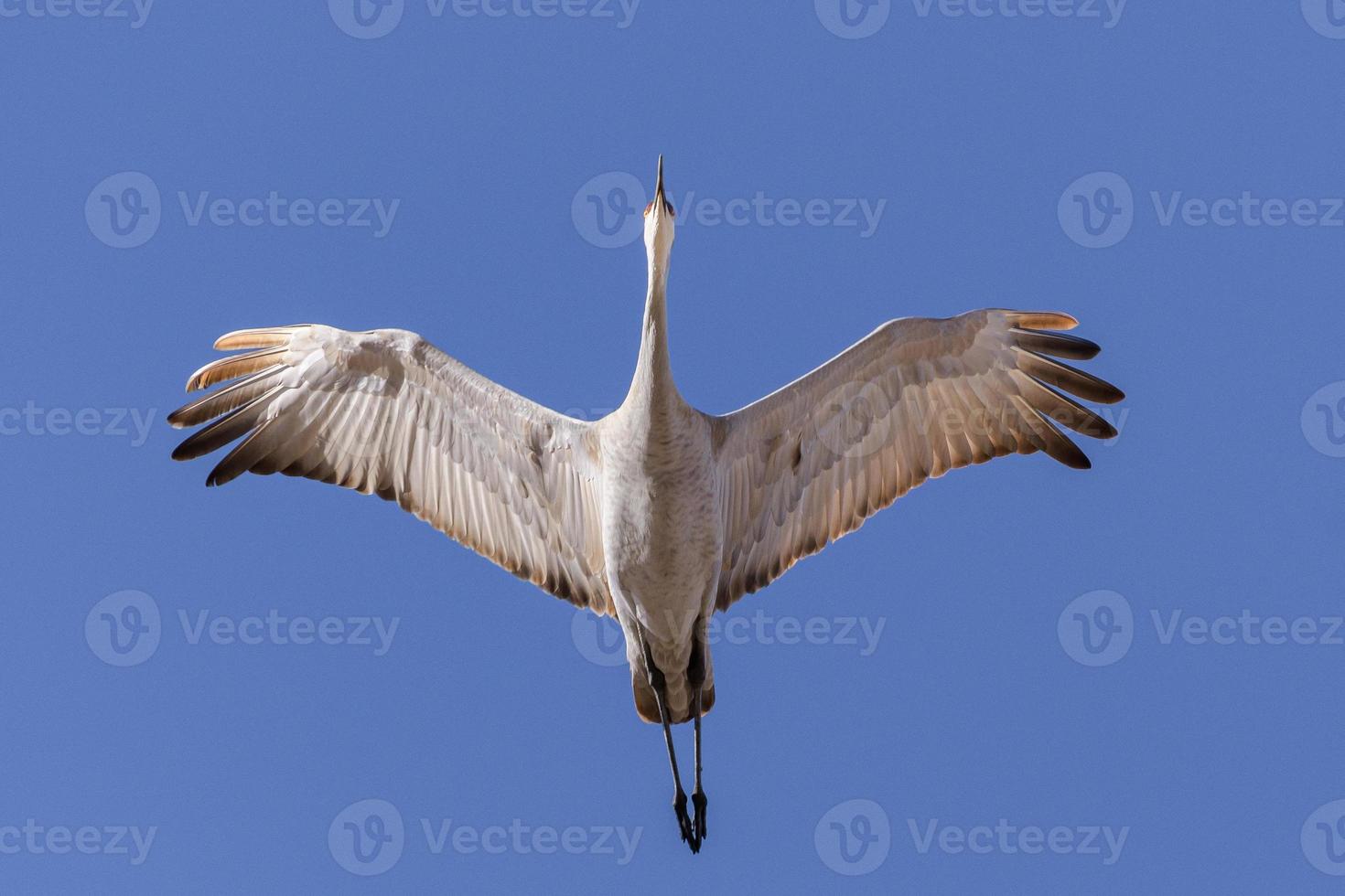 Migrating Greater Sandhill Cranes in Monte Vista, Colorado photo