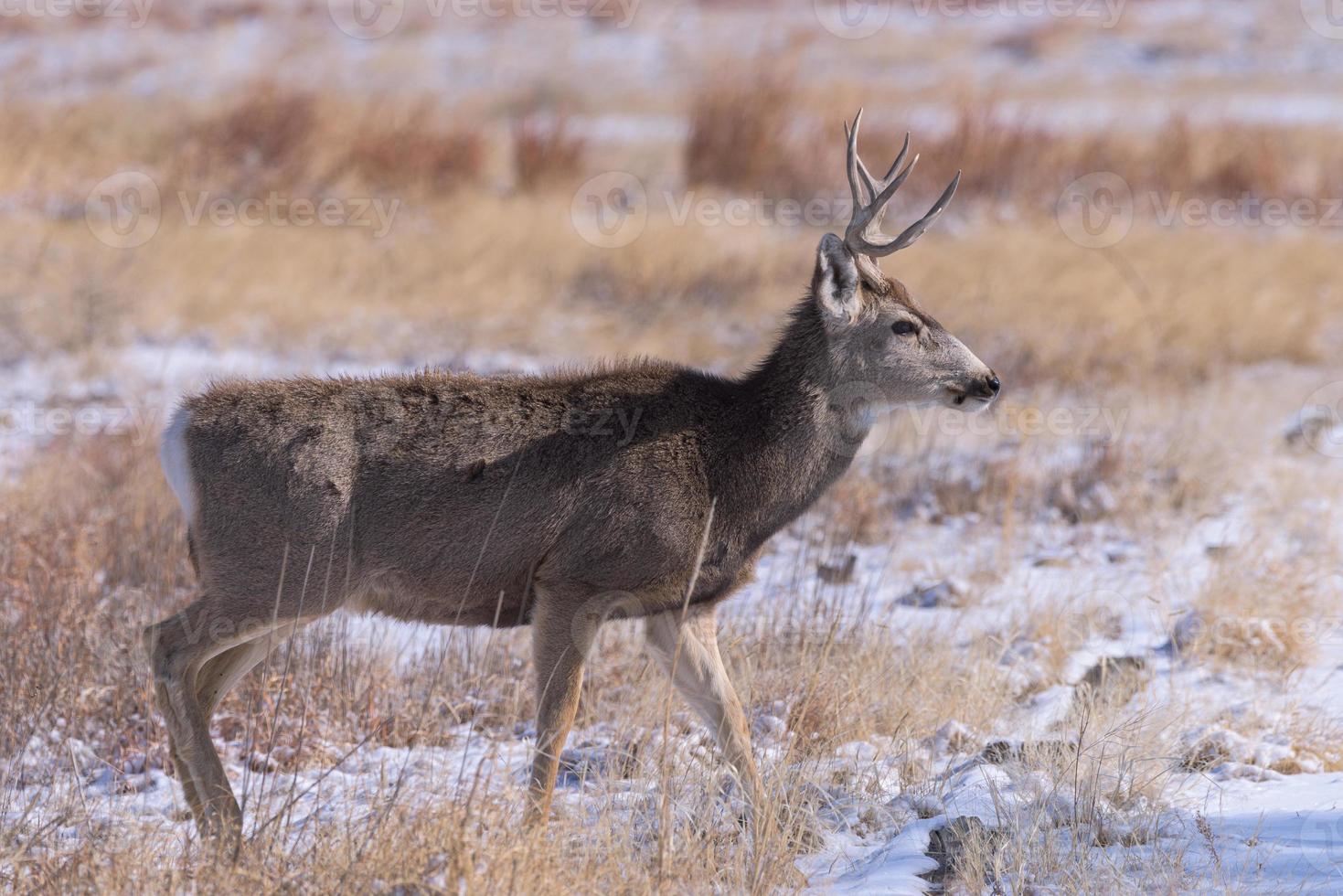 dólar de venado bura en la nieve. fauna colorada ciervo salvaje en las altas llanuras de colorado foto