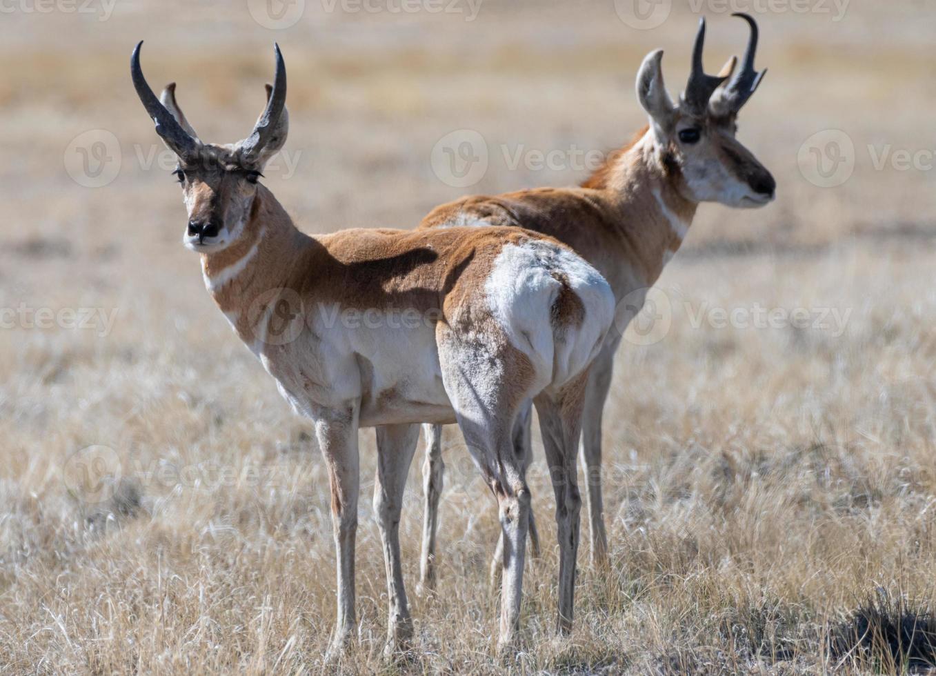 Wild Pronghorn in the Colorado Grasslands photo