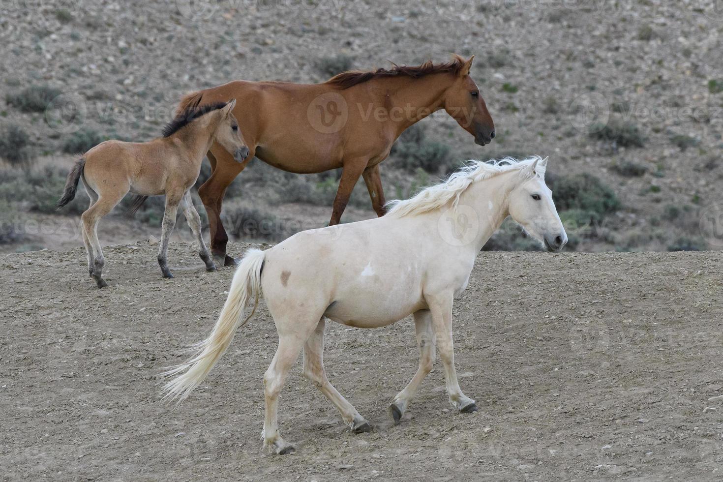 Wild Mustang Horses in Colorado photo