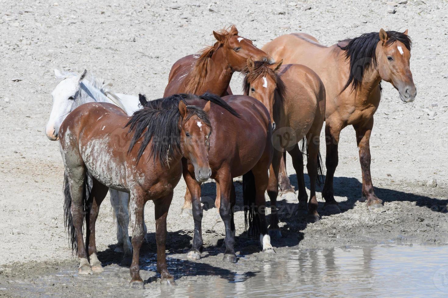 caballos mustang salvajes en colorado foto