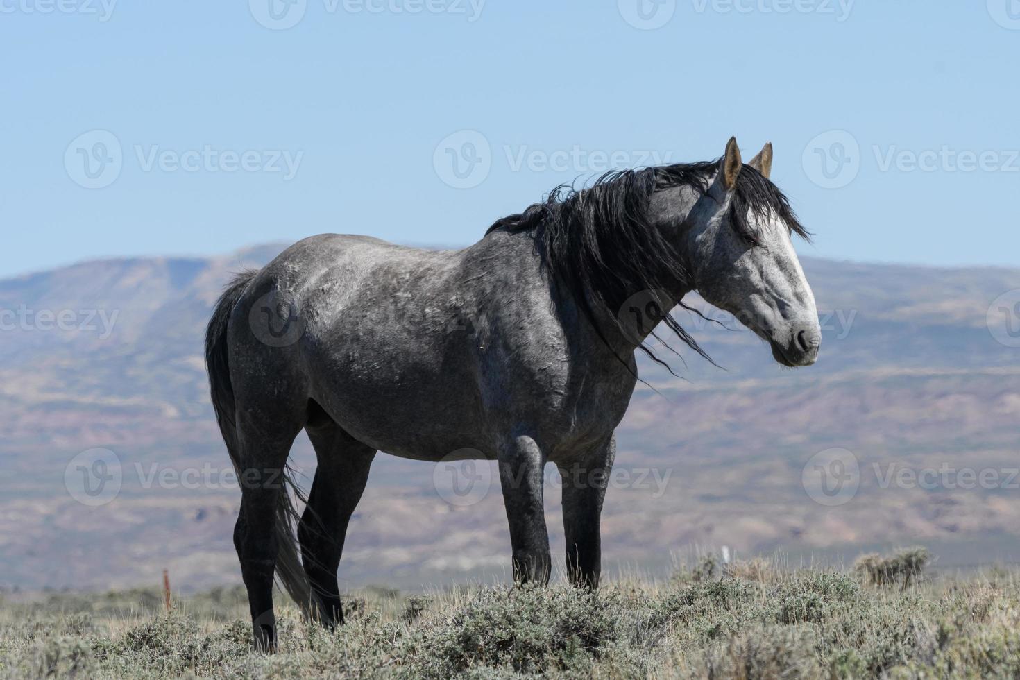 Wild Mustang Horses in Colorado photo