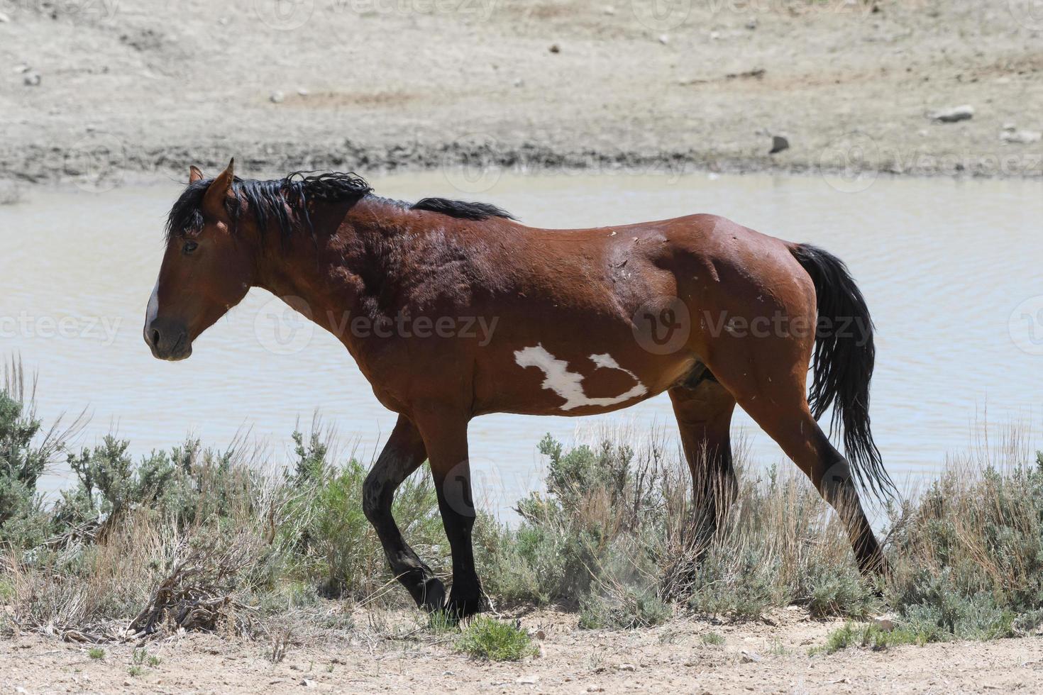 Wild Mustang Horses in Colorado photo