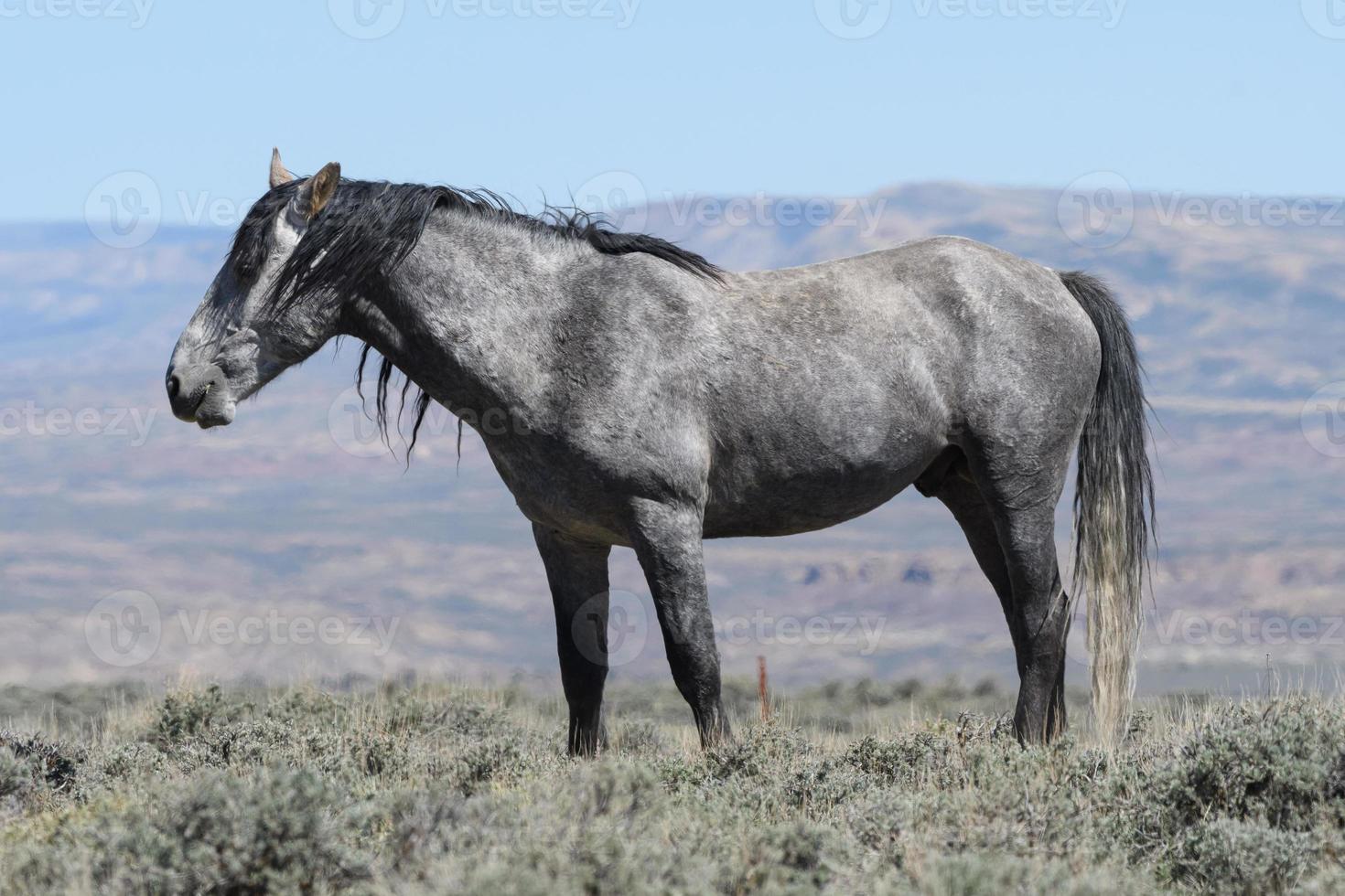 Wild Mustang Horses in Colorado photo