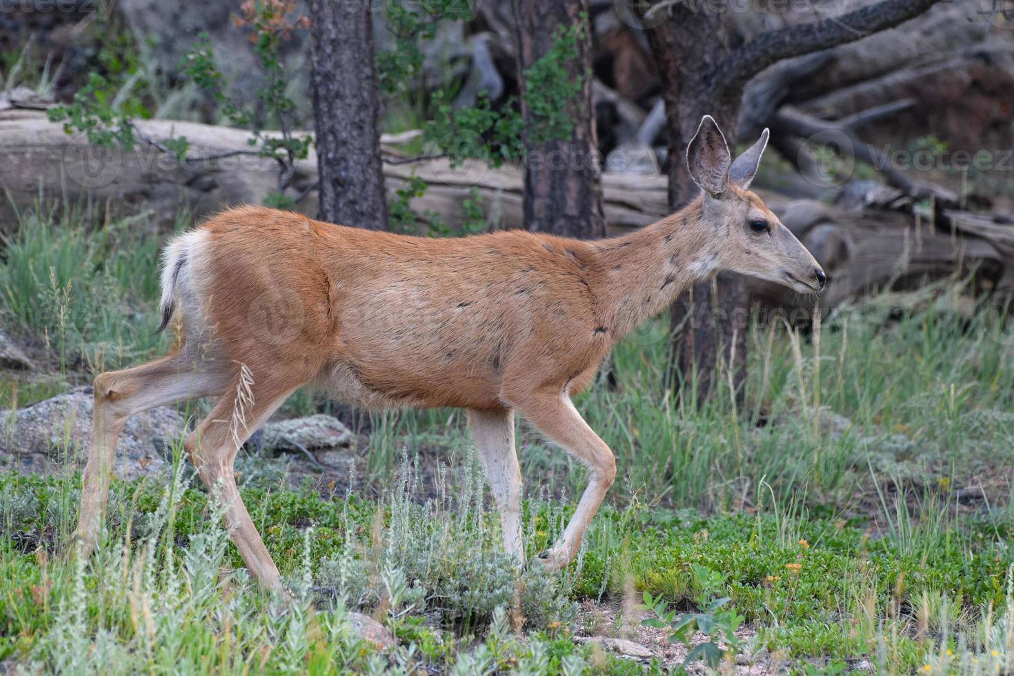 Colorado Wildlife. Wild Deer on the High Plains of Colorado. Mule Deer Doe. photo