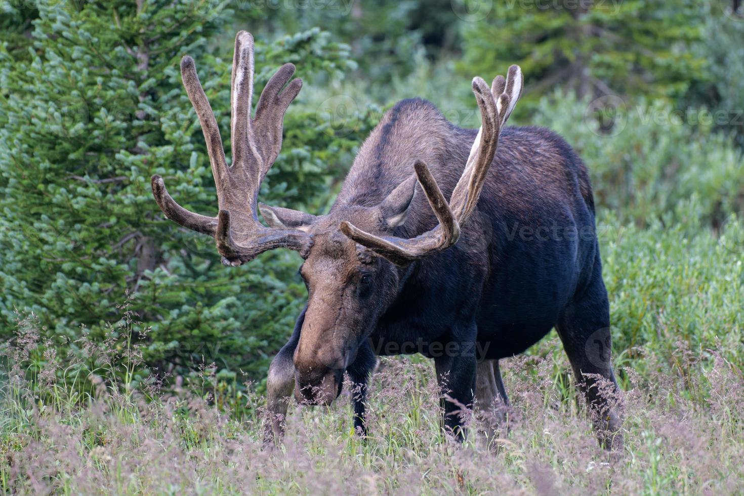 Moose in the Colorado Rocky Mountains photo