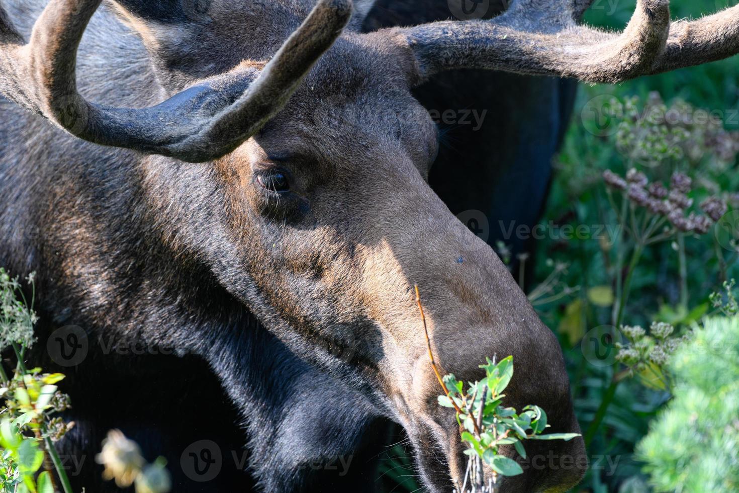 alces en las montañas rocosas de colorado foto