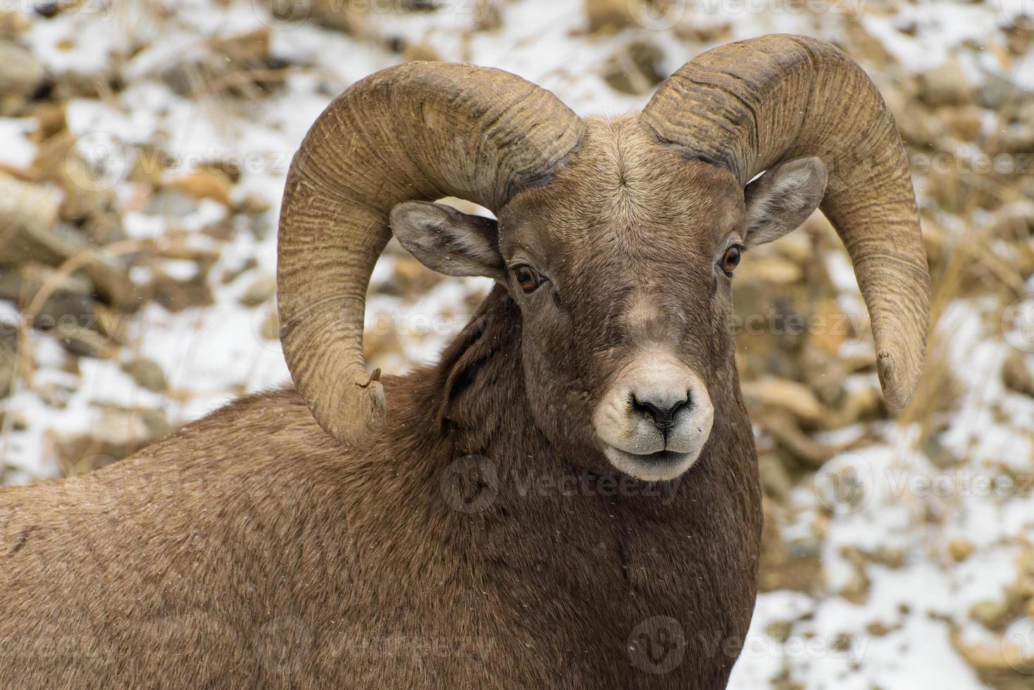 Colorado Rocky Mountain Bighorn Sheep photo