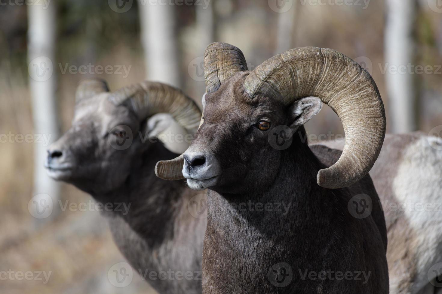 Colorado Rocky Mountain Bighorn Sheep photo