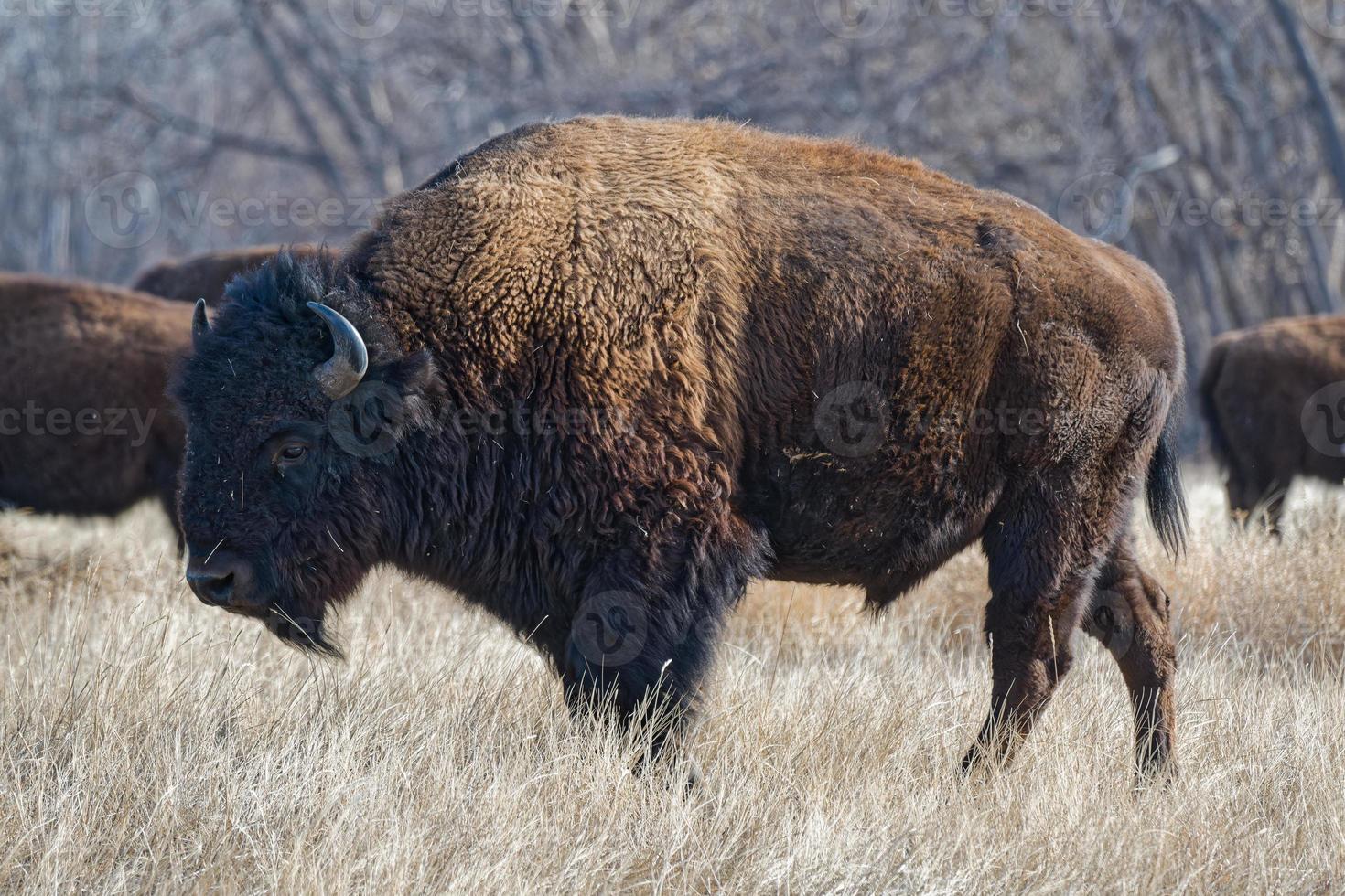 bisonte americano en las altas llanuras de colorado. búfalo toro en un campo de hierba. foto