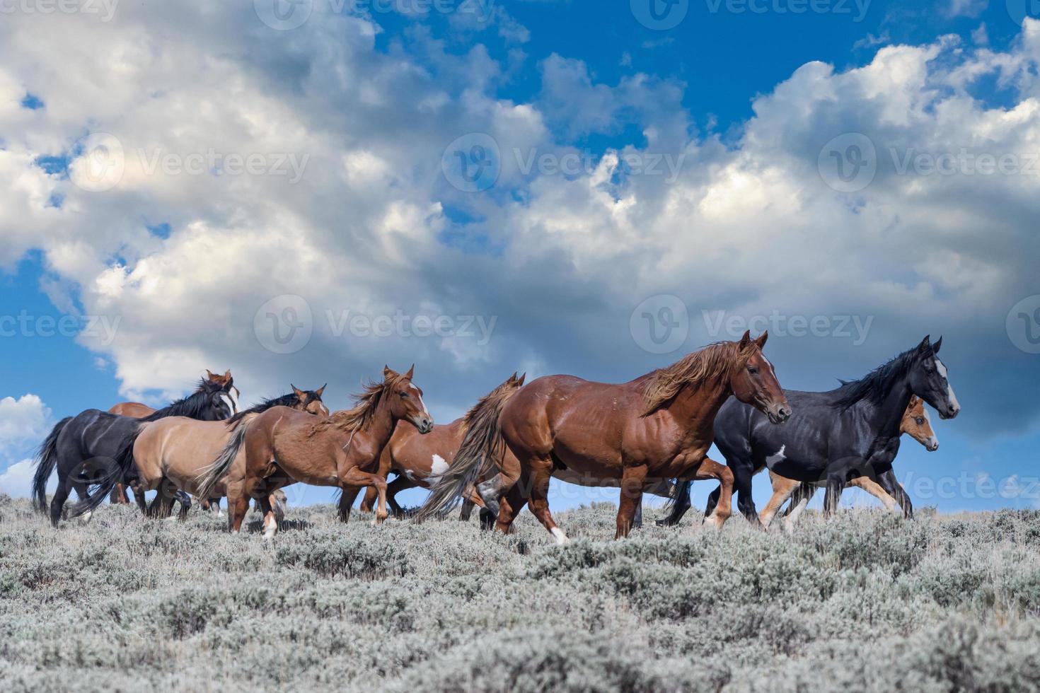 Wild Mustang Horses in Colorado photo