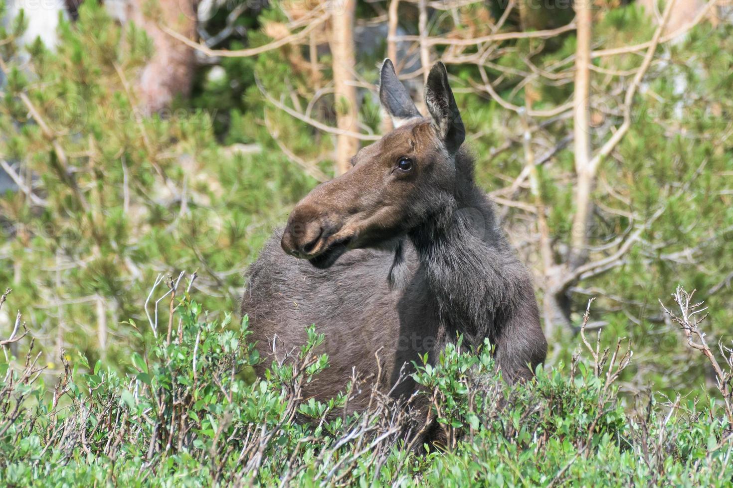 Shiras Moose in the Rocky Mountains of Colorado photo