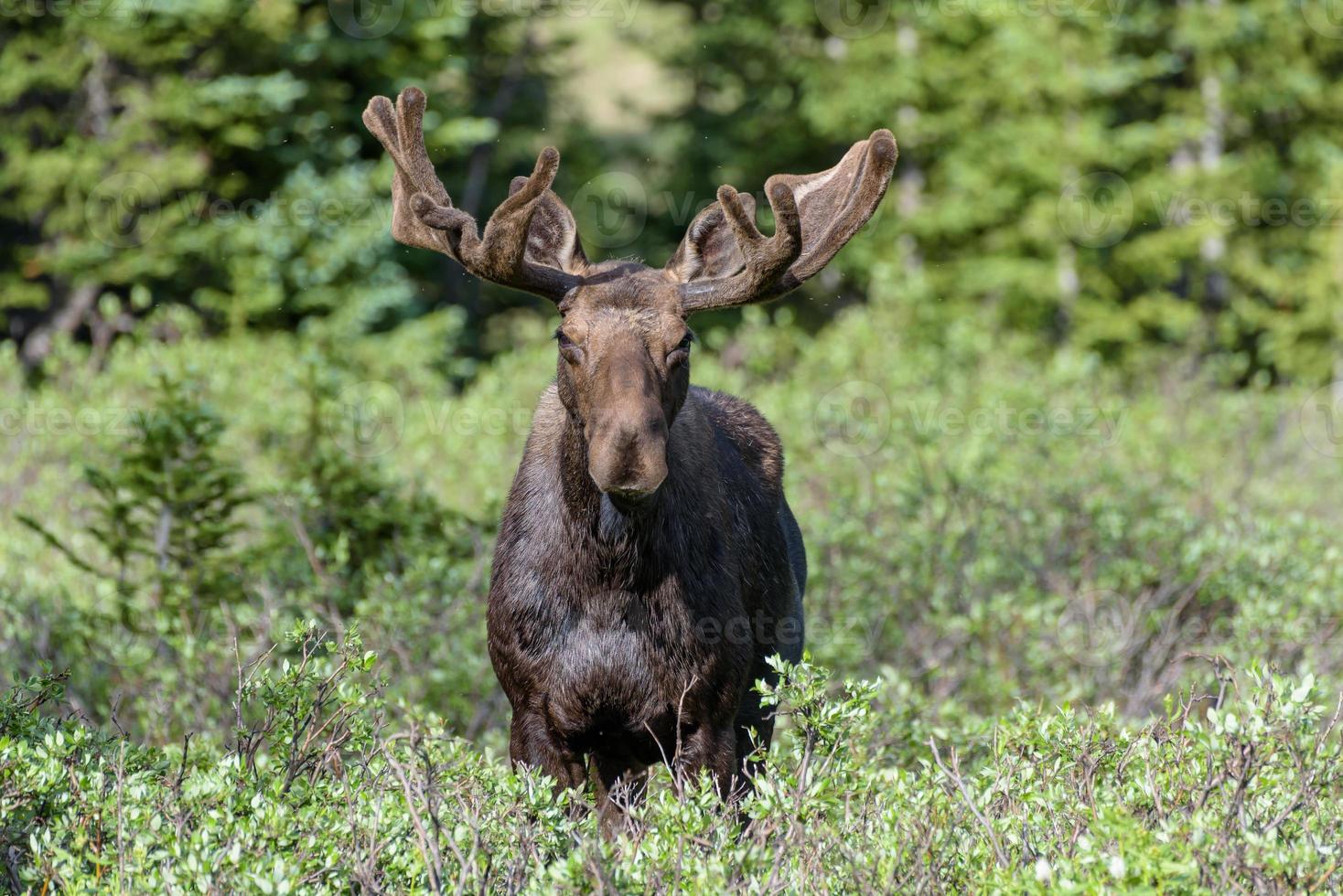 Shiras Moose in the Rocky Mountains of Colorado photo