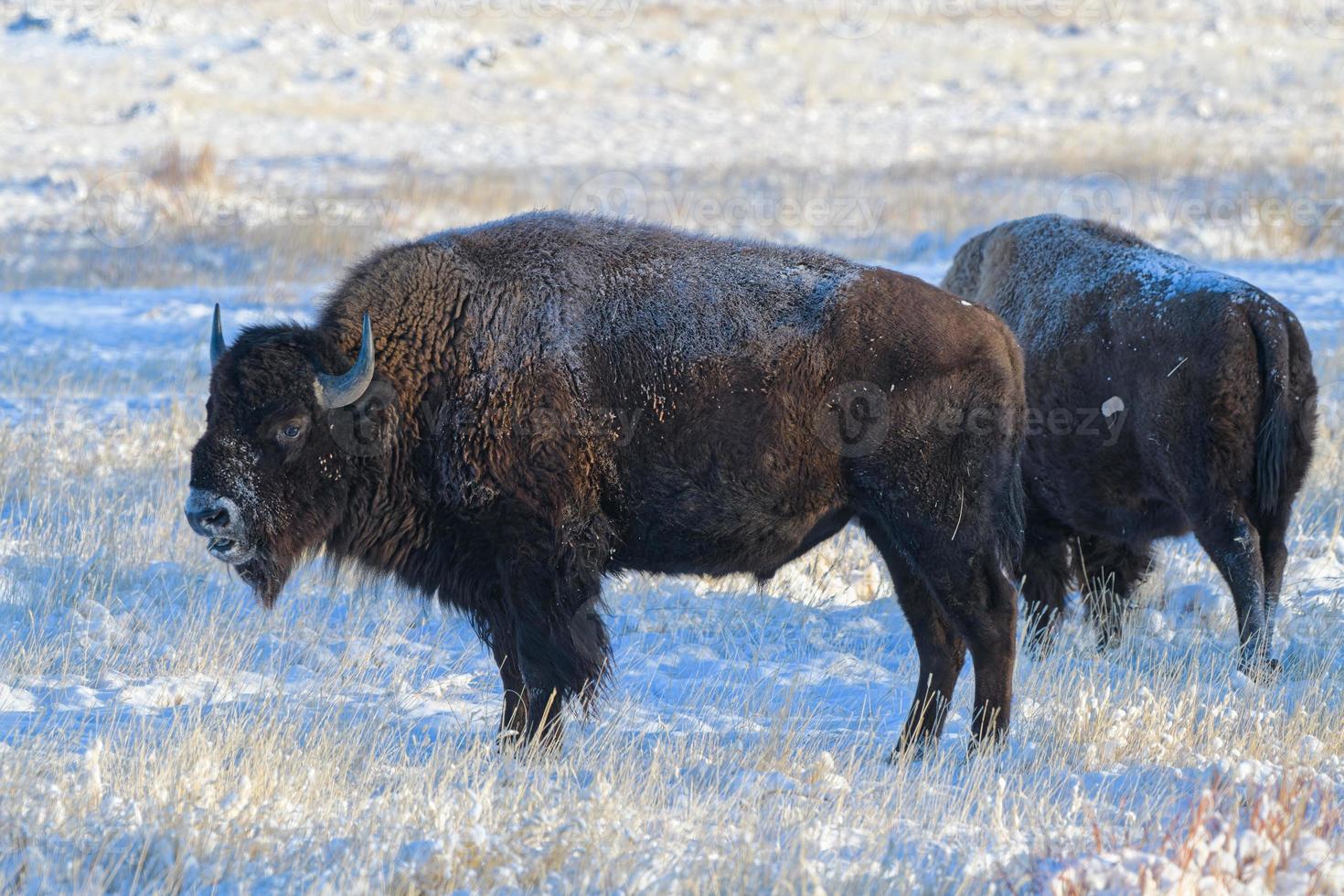 bisonte americano en las altas llanuras de colorado. bisonte toro. foto