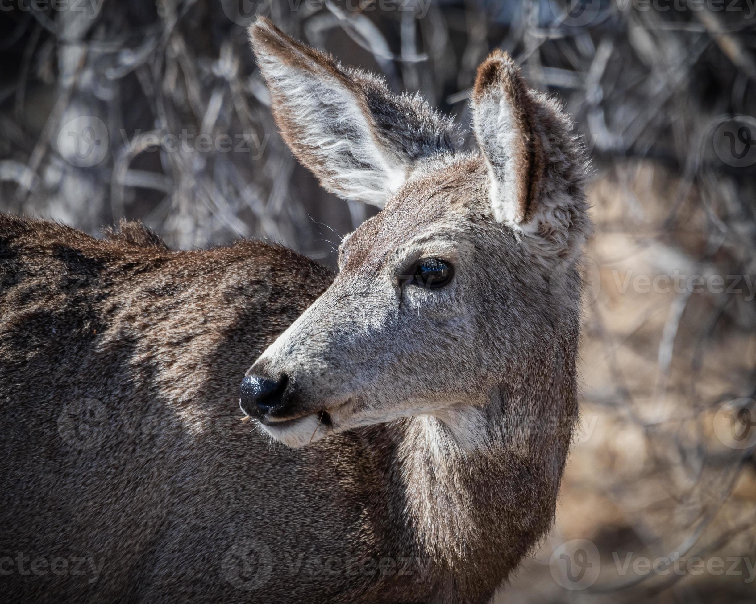 Colorado Wildlife. Wild Deer on the High Plains of Colorado. Mule deer