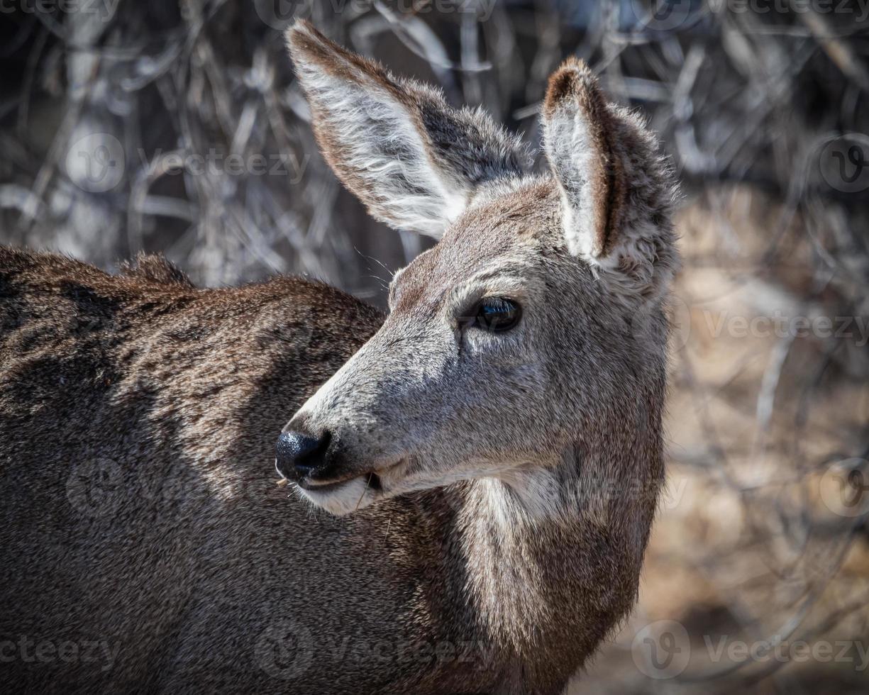 Colorado Wildlife. Wild Deer on the High Plains of Colorado. Mule deer doe portrait. photo