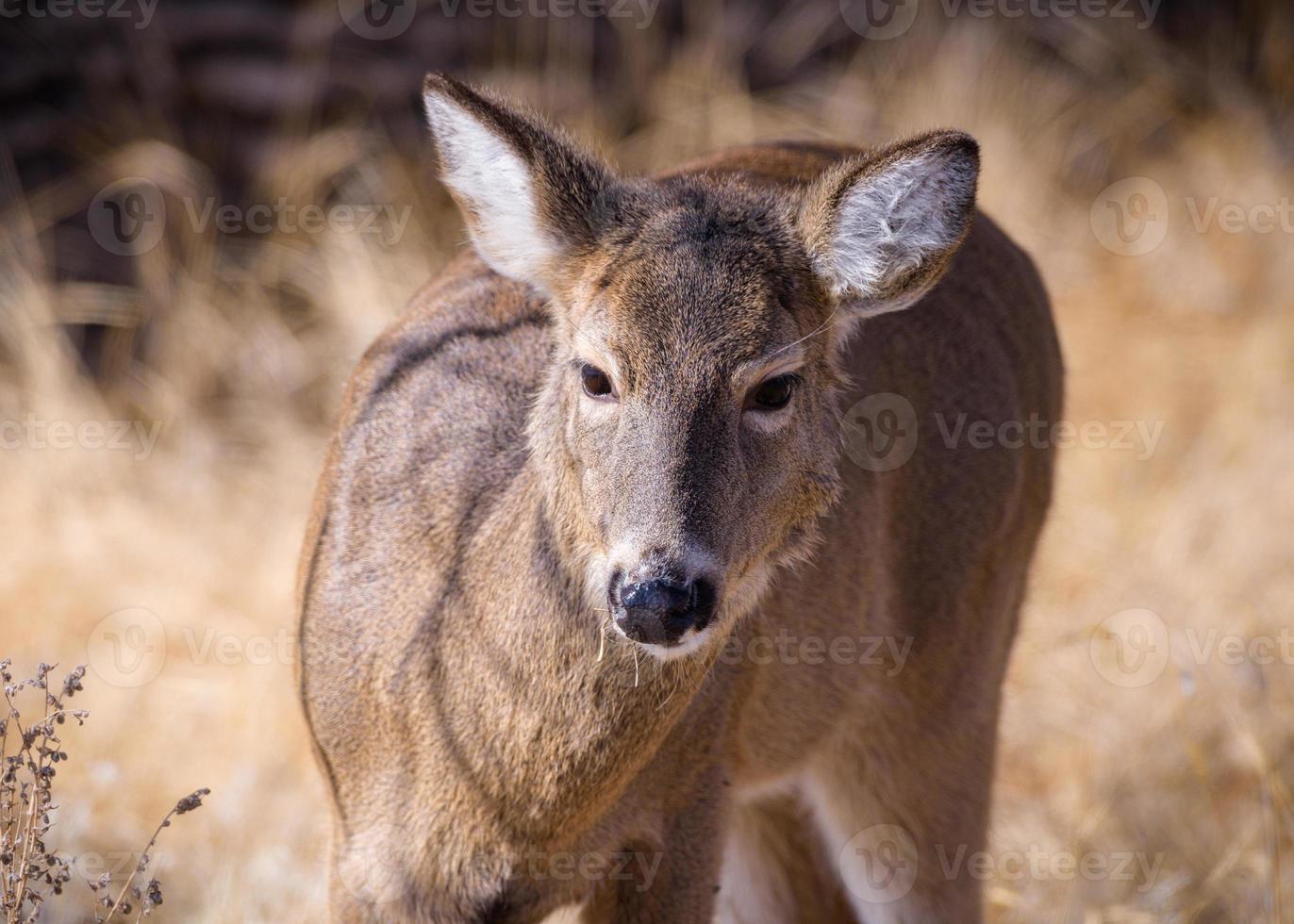 Colorado Wildlife. Wild Deer on the High Plains of Colorado. White-tailed doe in winter grass. photo