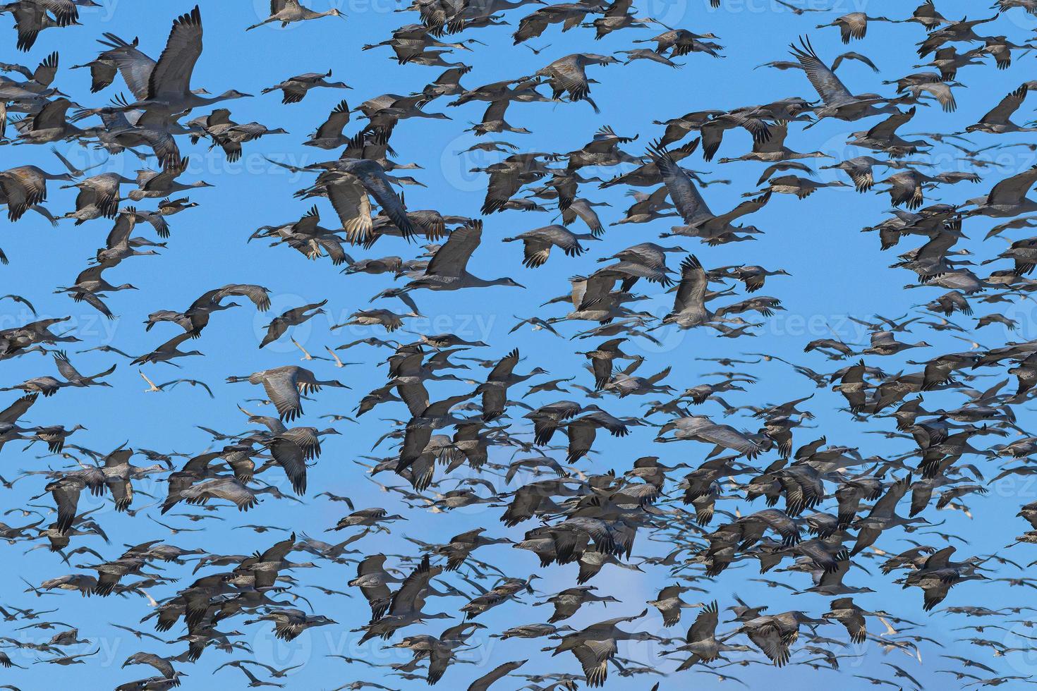 Migrating Greater Sandhill Cranes in Monte Vista, Colorado photo