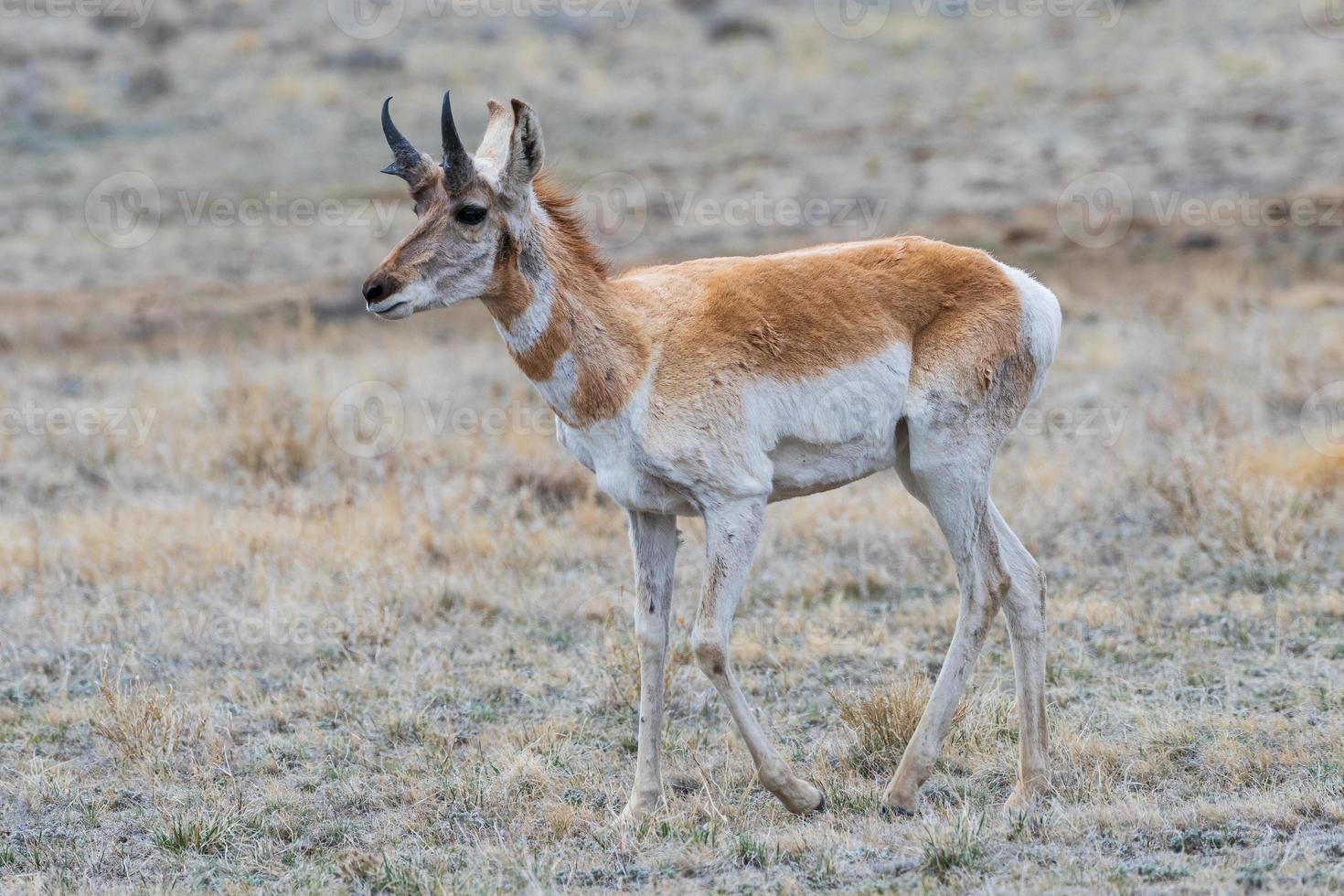 Pronghorn Antelope on the Open Prairie of Colorado photo
