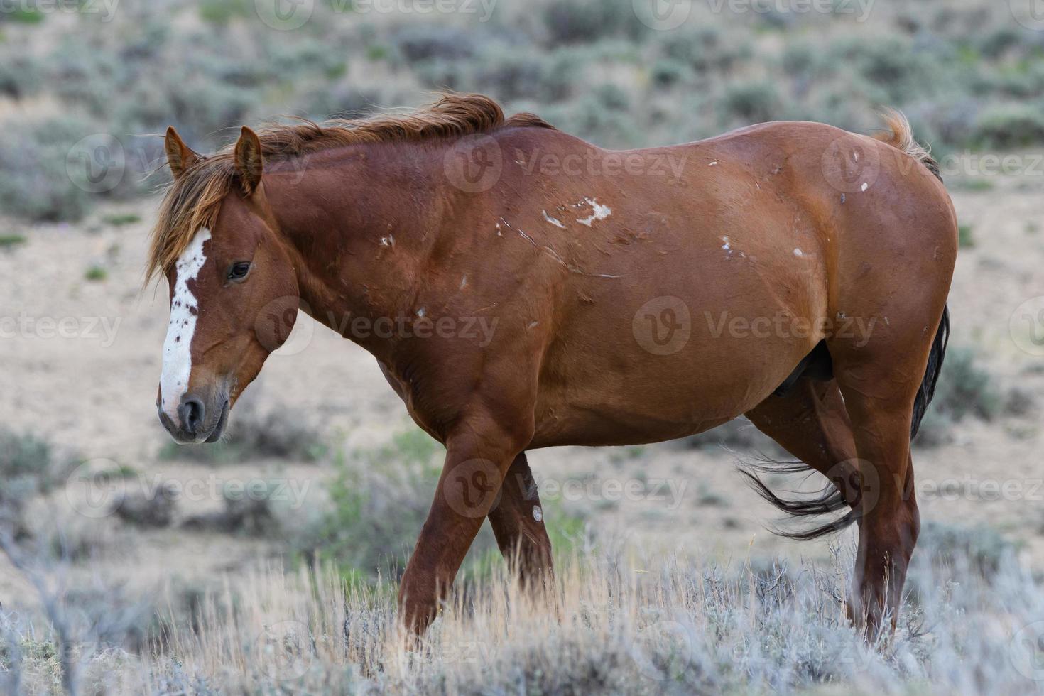 caballos mustang salvajes en colorado foto