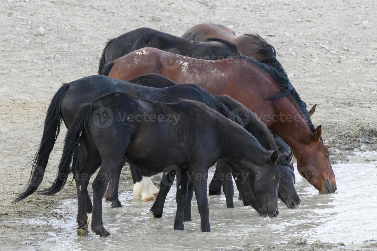 Wild Mustang Horses in Colorado photo