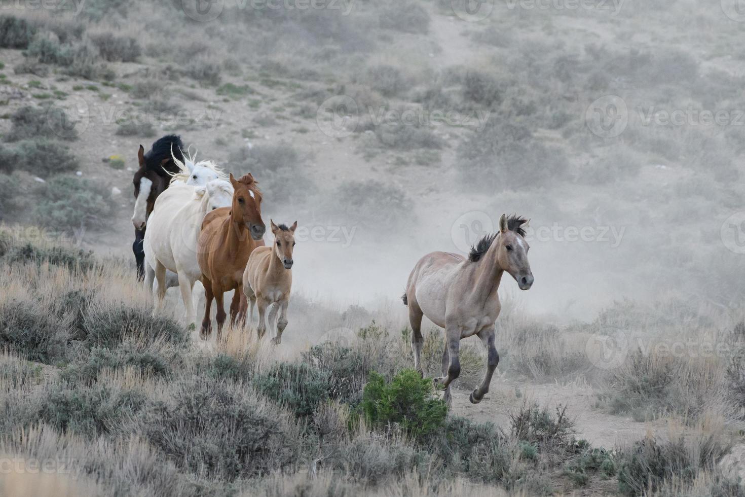 Wild Mustang Horses in Colorado photo