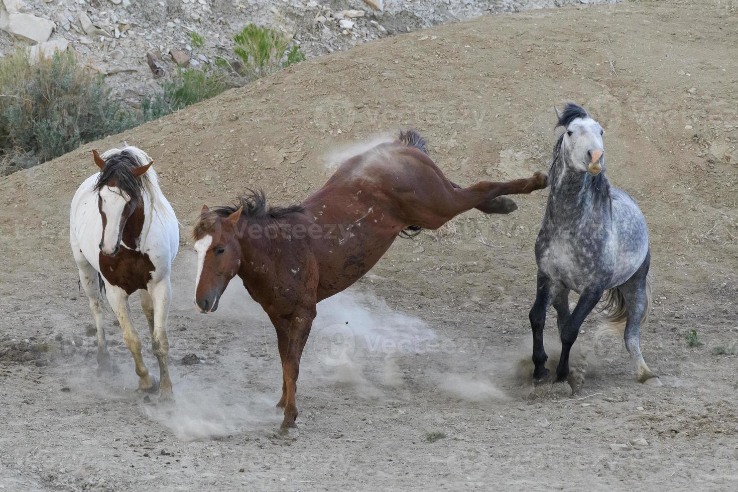 caballos mustang salvajes en colorado foto