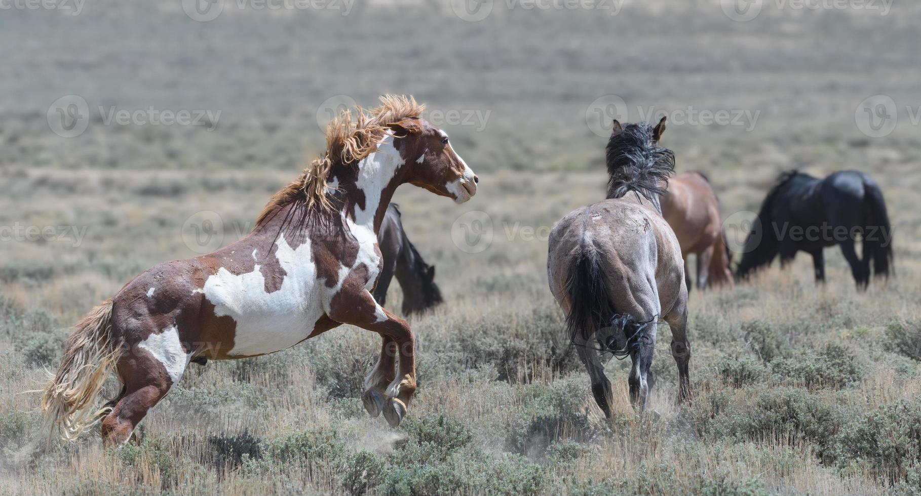 Wild Mustang Horses in Colorado's Sandwash Basin photo